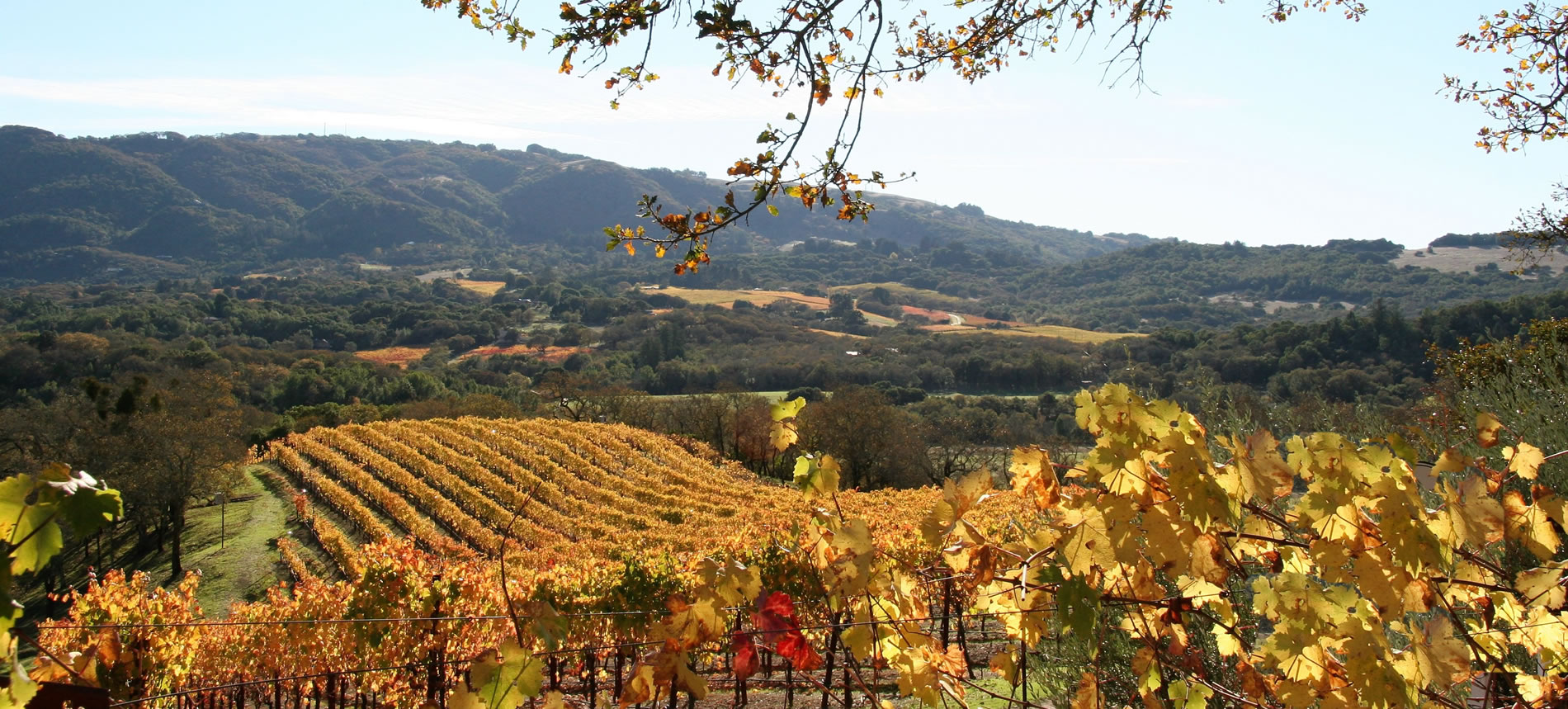 sonoma wine country harvest view