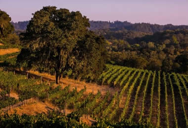 alexander valley vineyard